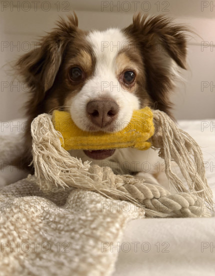 Miniature Australian Shepherd with toy in its mouth