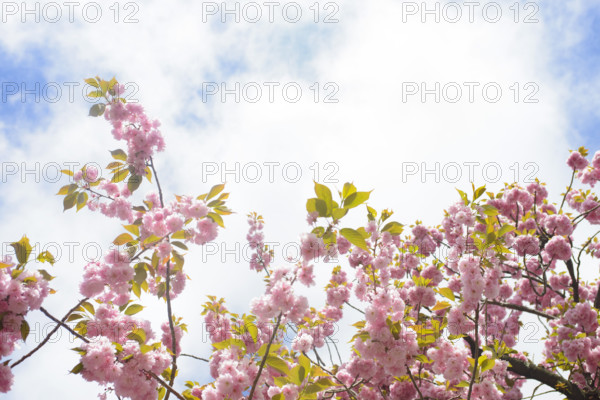 Low angle view of branches of Sakura cherry blossoms in full bloom against wispy cloudy sky