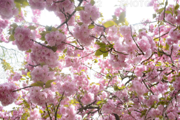 Branches of Sakura cherry blossoms in full bloom