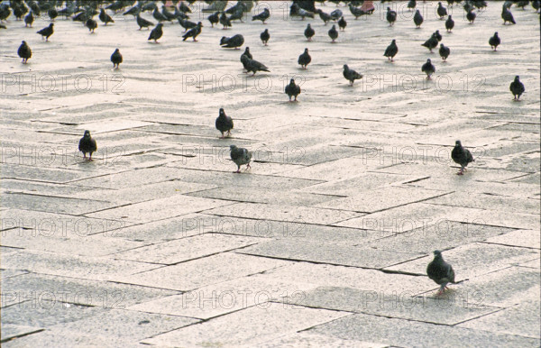 Pigeons in St Marks Square, Venice, Italy