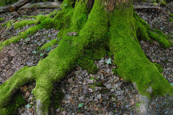 Moss growing on exposed tree roots along hiking trail