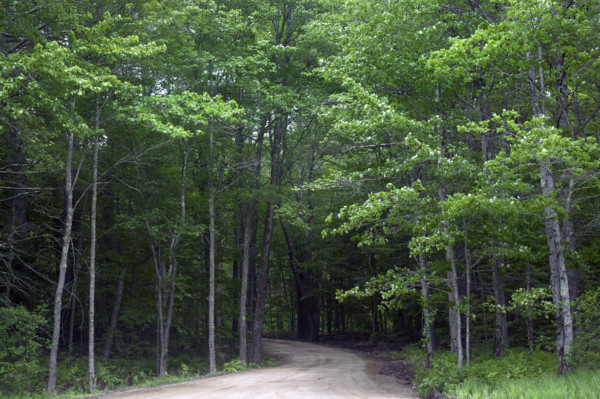 Country road winding through woods
