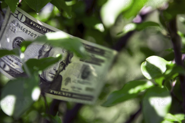 Money Tree