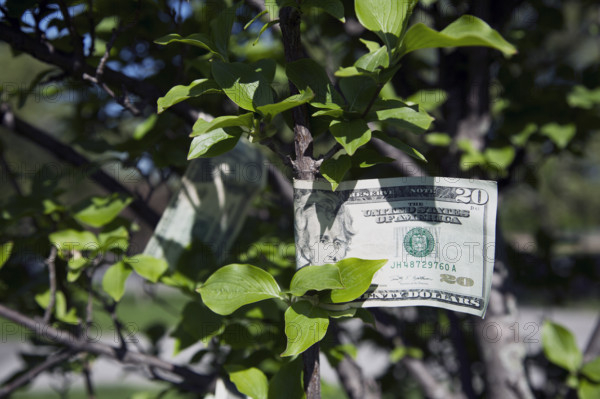 Money Tree