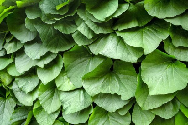 Green leaves on pipevine plant
