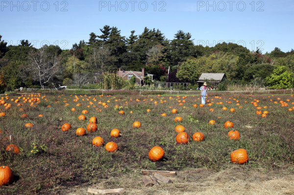 Field of orange pumpkins with farm in background
