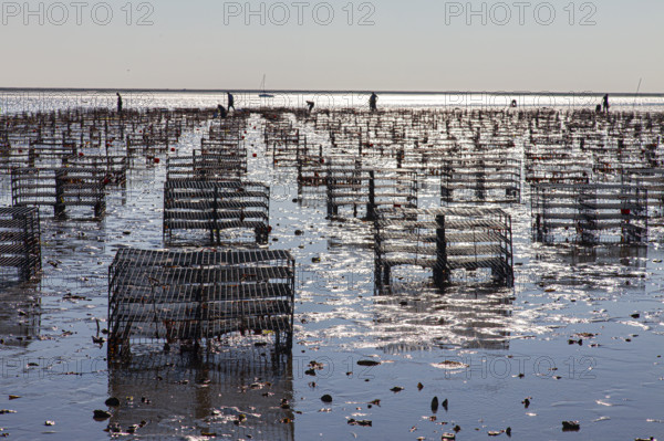 Oyster farm at sunrise