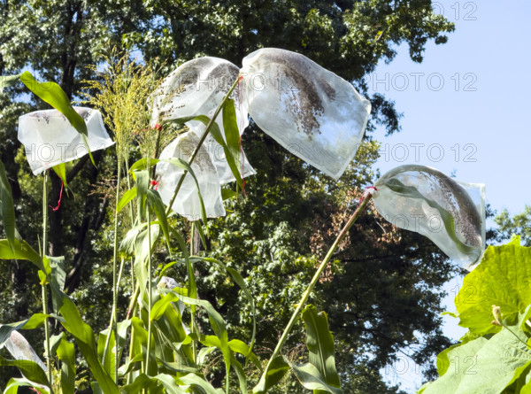 Bags covering sorghum, a gluten-free grain, to protect the grain from animals, Battery Urban Farm, Battery Park, Manhattan, New York City, New York, USA