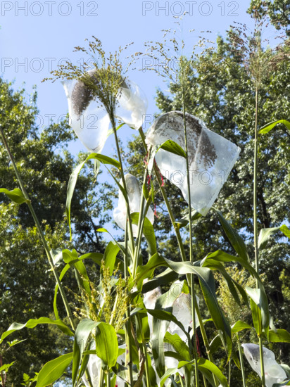 Bags covering sorghum, a gluten-free grain, to protect the grain from animals, Battery Urban Farm, Battery Park, Manhattan, New York City, New York, USA