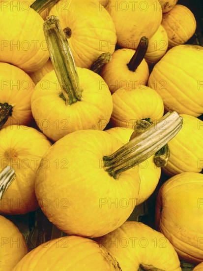 Mellow Yellow FI hybrid yellow pumpkins