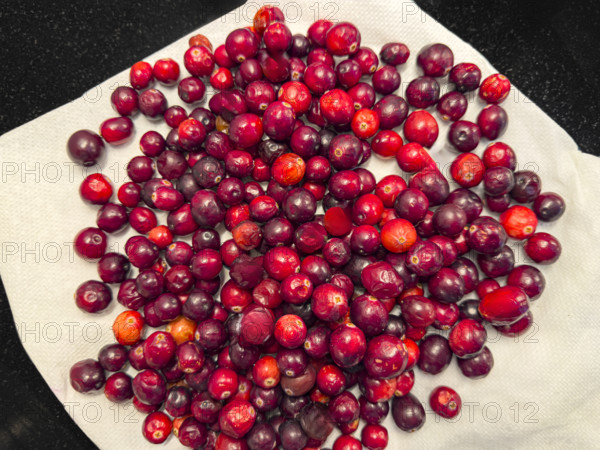 high angle view of pile of ranberries