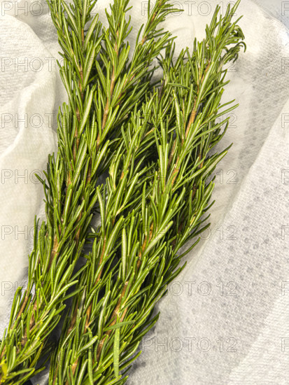 Twigs of Rosemary