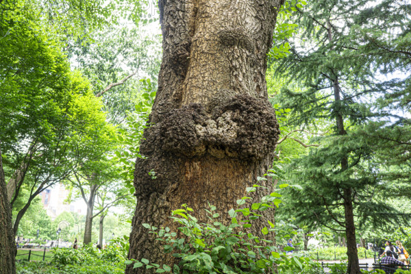 Tree burl, Washington Square Park, Greenwich Village, Manhattan, New York City, New York, USA