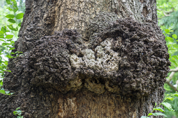 Tree burl, close-up detail, Washington Square Park, Greenwich Village, Manhattan, New York City, New York, USA