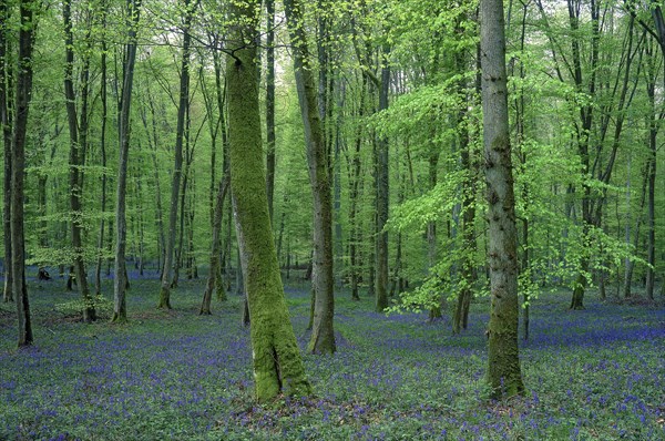 Undergrowth in spring, Oise