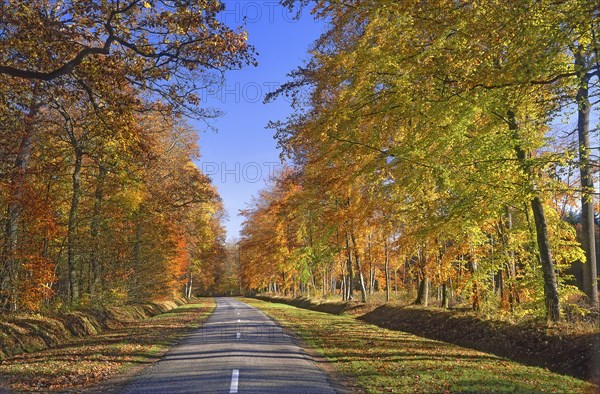 Forest road in autumn, Oise