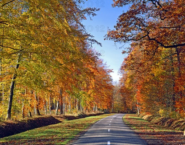 Route forestière en automne, Oise