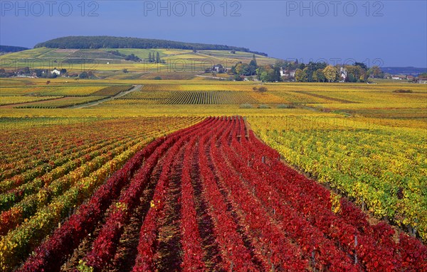 Aloxe-Corton, Côte-d'Or