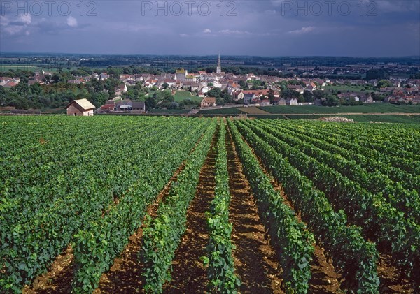 Meursault, Côte-d'Or