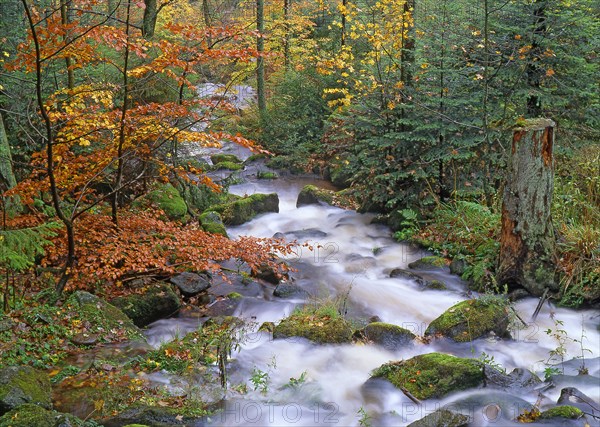 Forêt en automne dans le Bas-Rhin