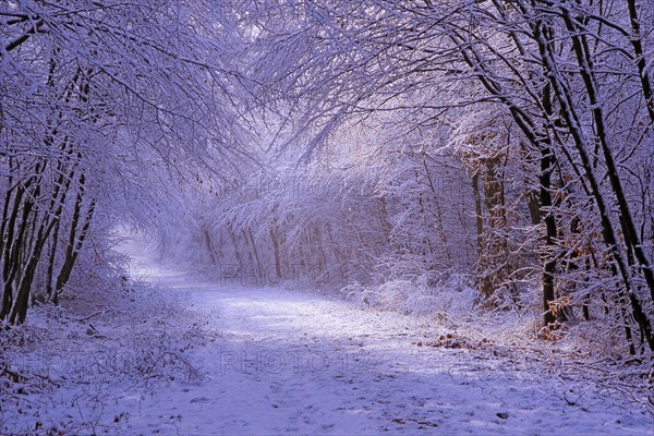 Forest of Fontainebleau in winter