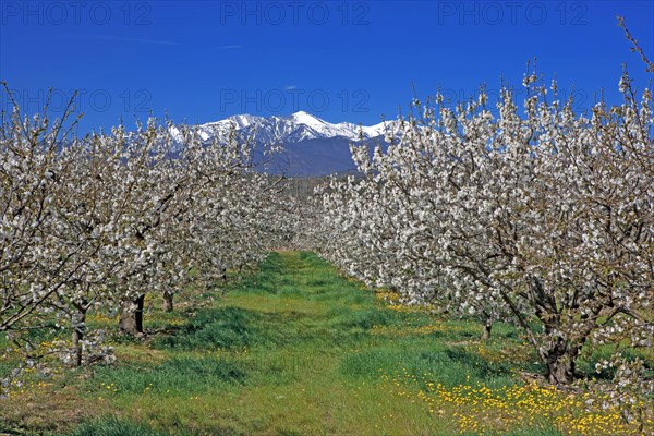 Massif du Canigou, Pyrénées-Orientales