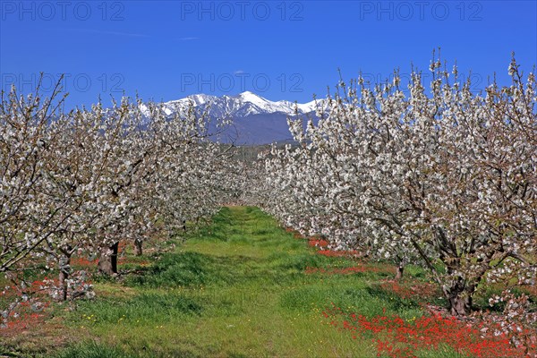 Massif du Canigou, Pyrénées-Orientales