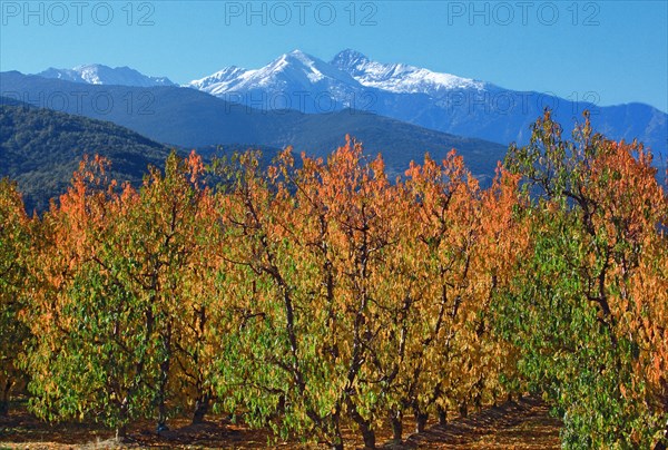 Pic du Canigou, Pyrénées-Orientales