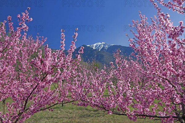 Massif du Canigou, Pyrénées-Orientales