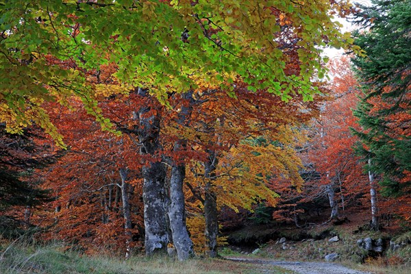 Mount Lozère