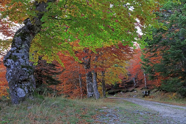 Mount Lozère