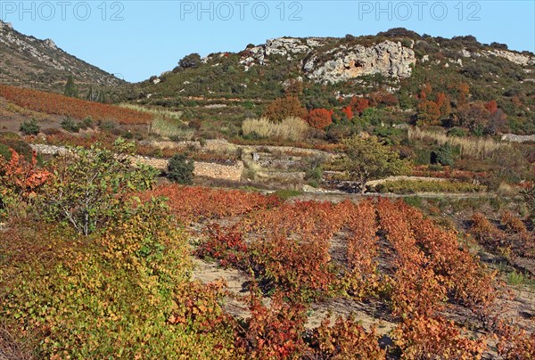 Corbières vineyards, Pyrénées-Orientales