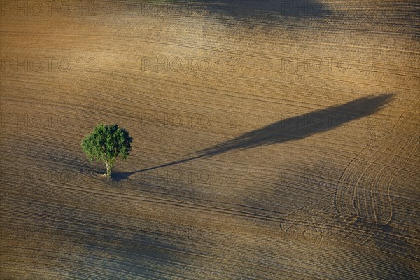 Arbre isolé dans un champ et son ombre portée, Ariège