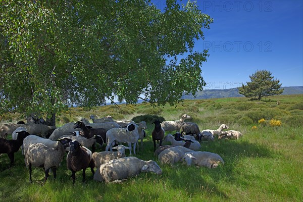 Troupeaux de brebis au repos dans les Cévennes