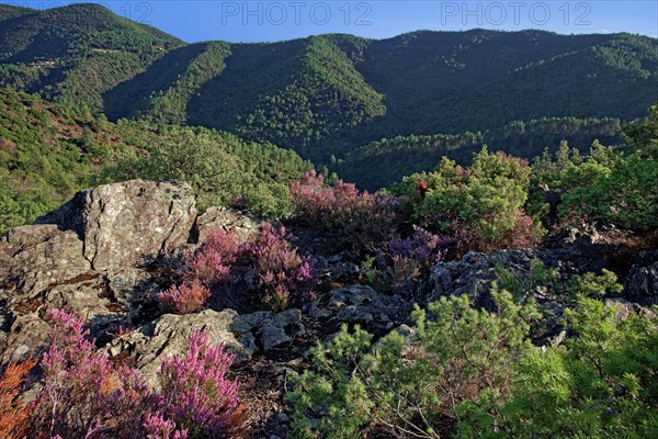 Bruyère en fleur en montagne, Gard