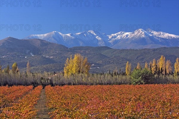 Massif du Canigou, Pyrénées-Orientales