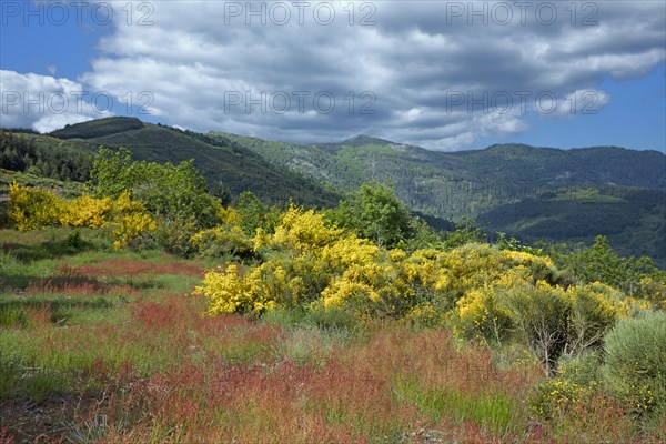 Massif de l'Aigoual, Gard