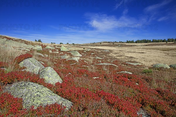 Landscape of Mont Lozère