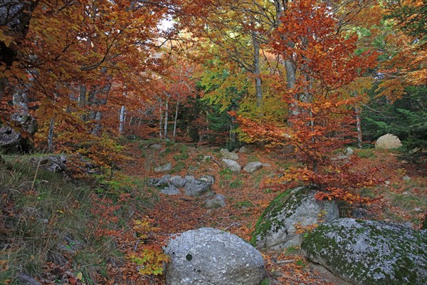 Mont-Lozère, Lozère