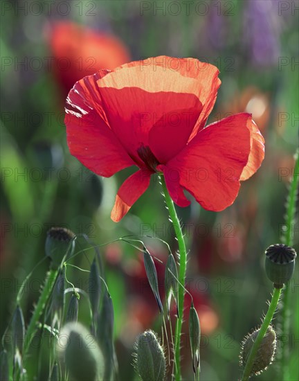 Poppy flower