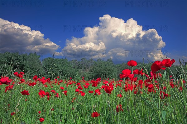 Poppy field