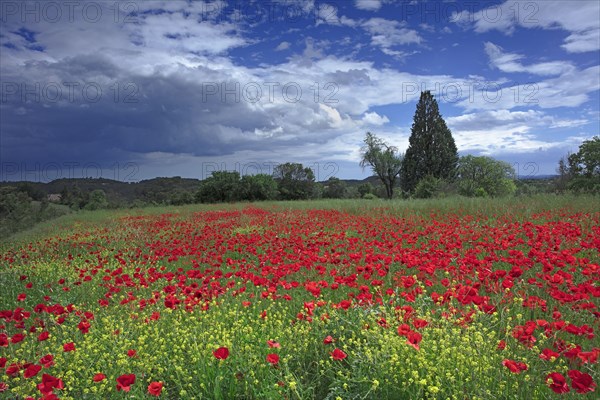 Champ de coquelicots