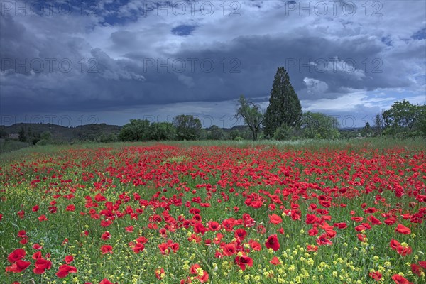 Champ de coquelicots