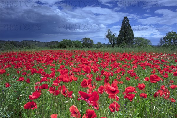 Champ de coquelicots