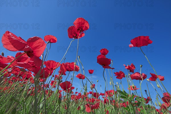 Champ de coquelicots