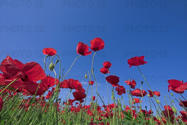 Champ de coquelicots