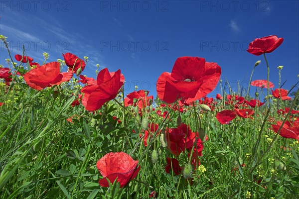 Champ de coquelicots