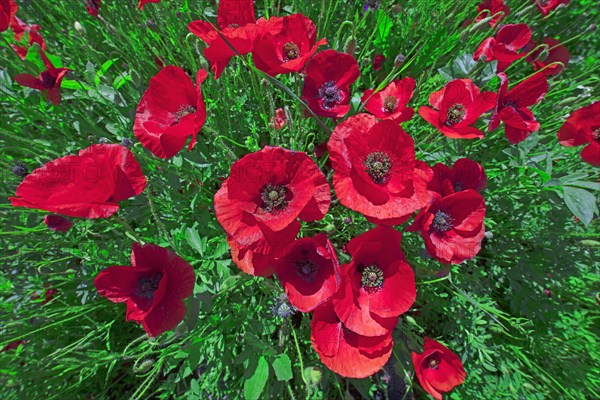 Champ de coquelicots