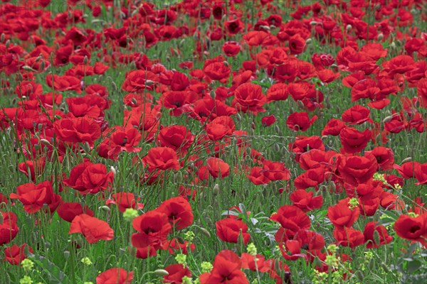 Champ de coquelicots