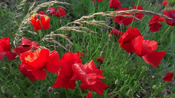 Champ de coquelicots